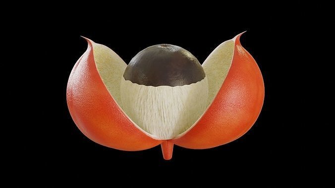Guarana fruit 3D model 4