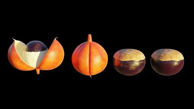 Guarana fruit 3D model 6