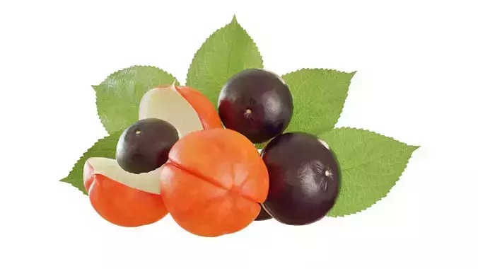 Guarana fruit