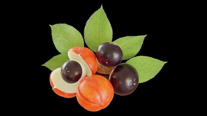Guarana fruit 3D model 2