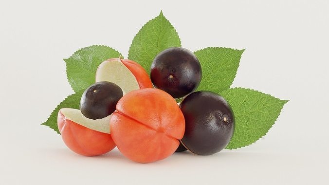 Guarana fruit 3D model 3