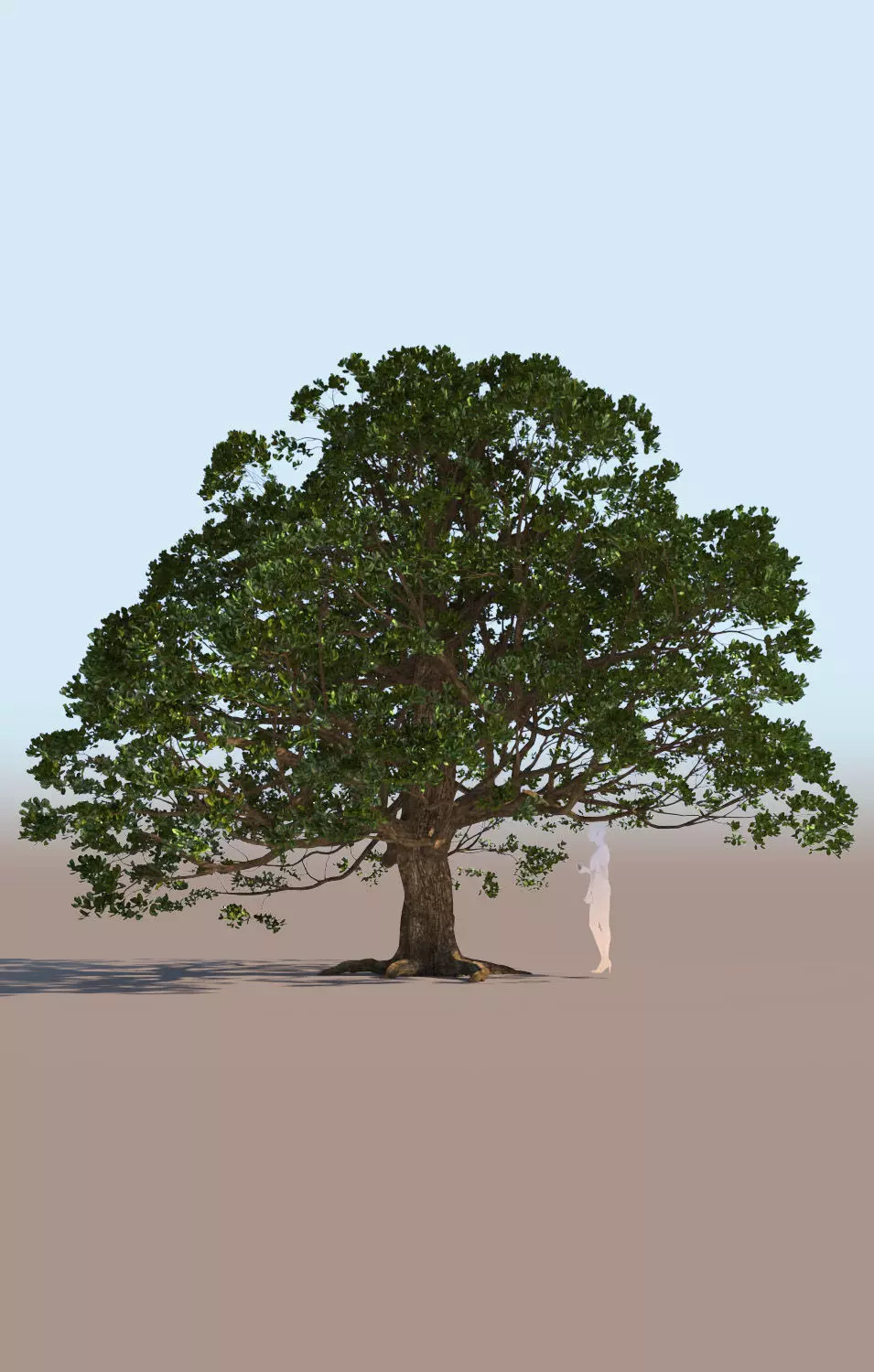 Coast live oak quercus agrifolia c 3D model_0