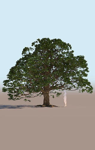 Coast live oak quercus agrifolia c 3D model