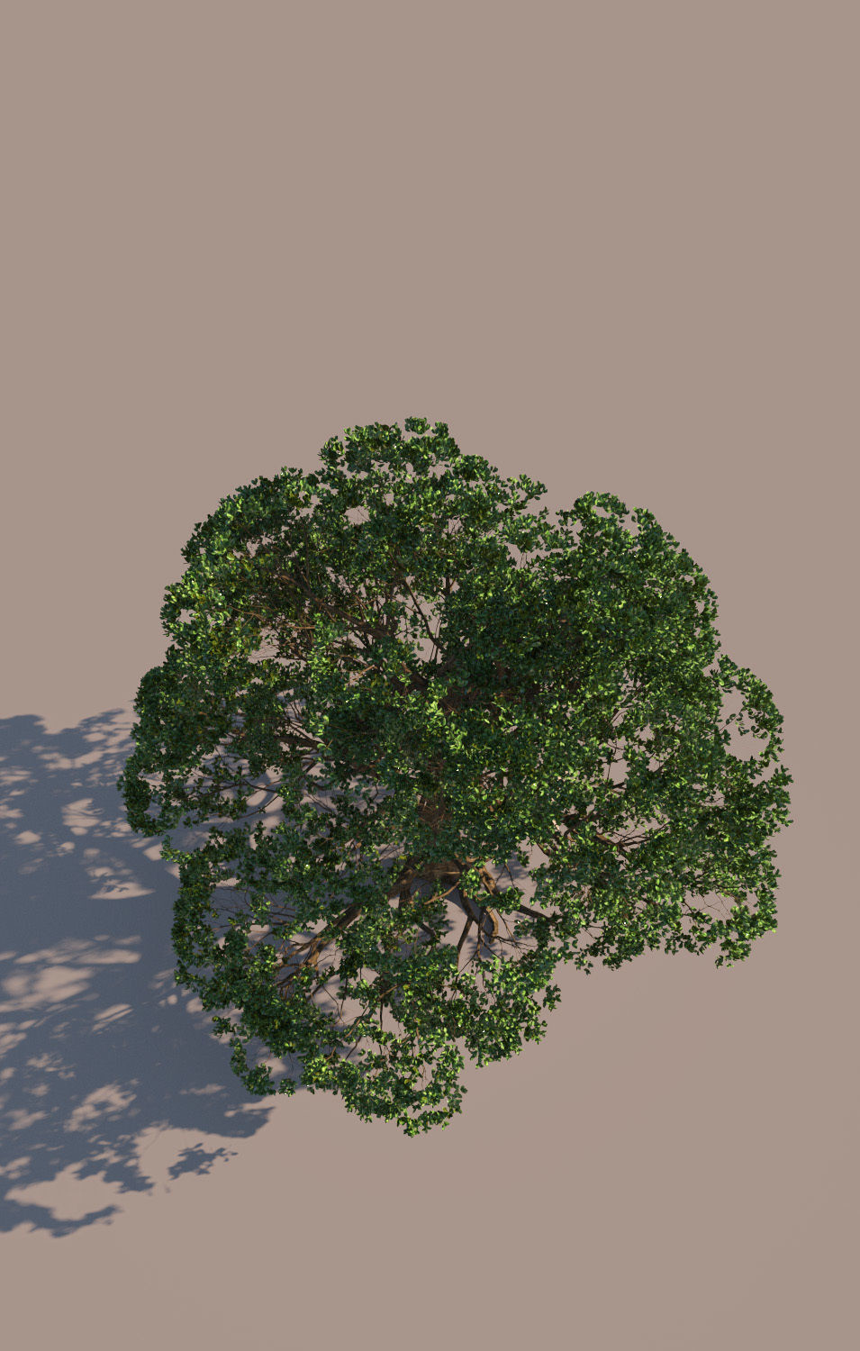 Coast live oak quercus agrifolia c 3D model_6