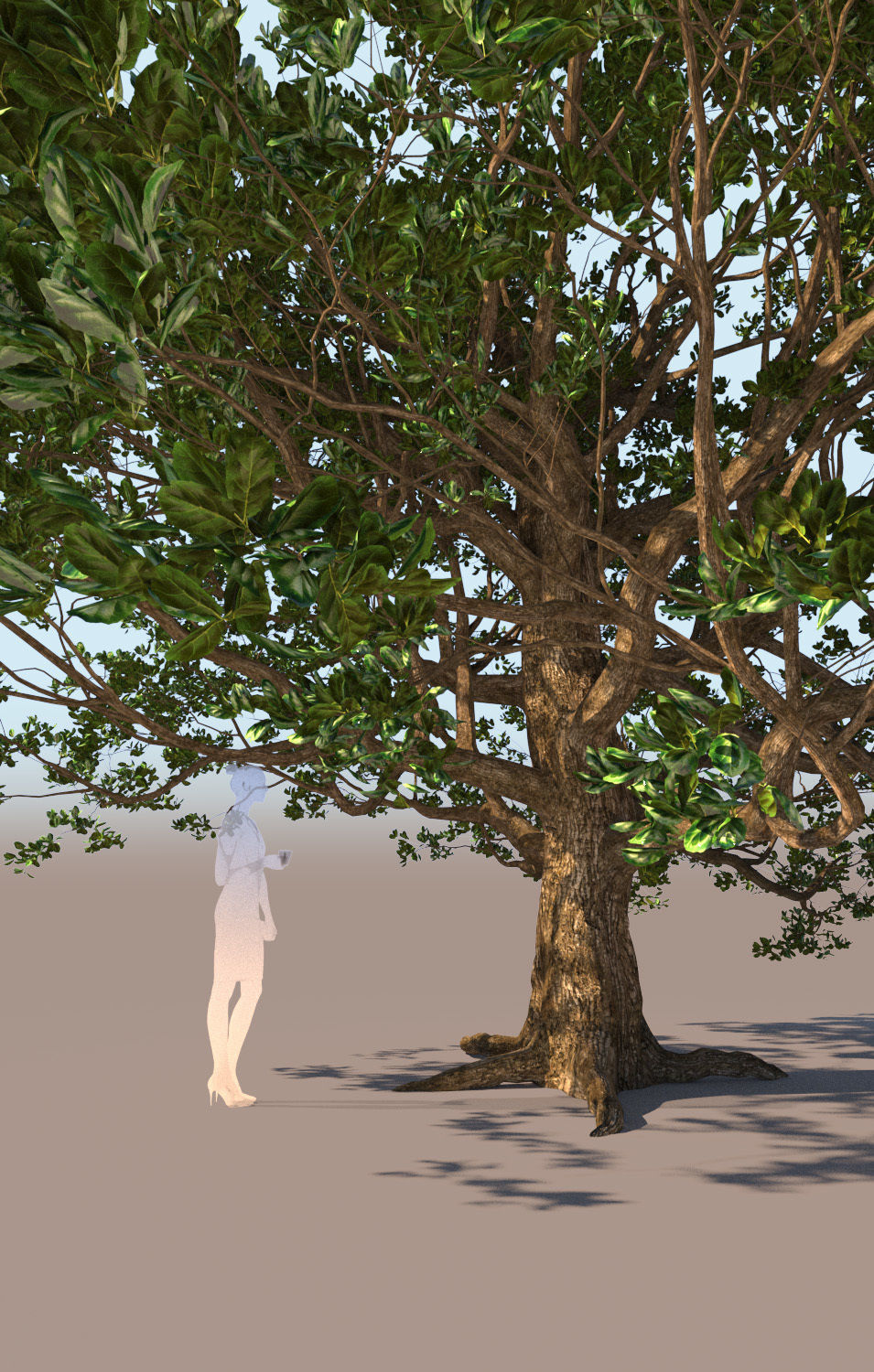 Coast live oak quercus agrifolia c 3D model_7