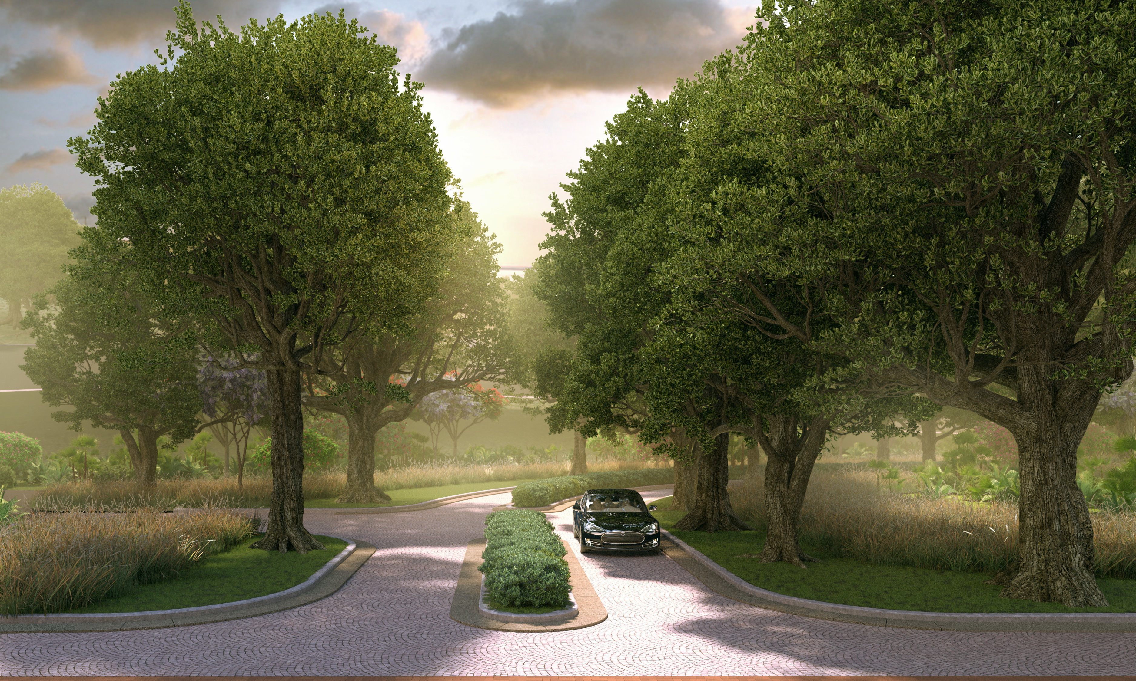 Coast live oak quercus agrifolia c 3D model_1