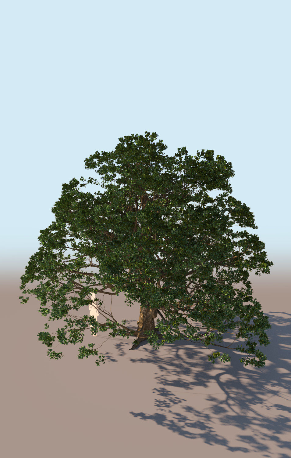 Coast live oak quercus agrifolia c 3D model_4