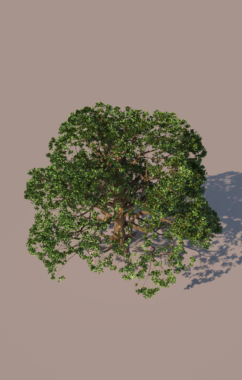 Coast live oak quercus agrifolia c 3D model_5
