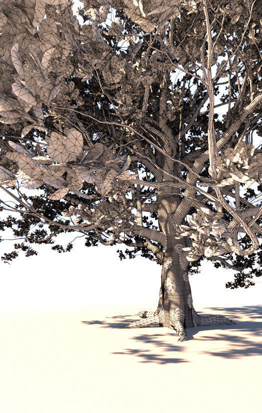 Coast live oak quercus agrifolia c 3D model_8