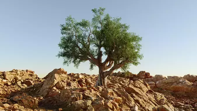 Olive Tree 3D model