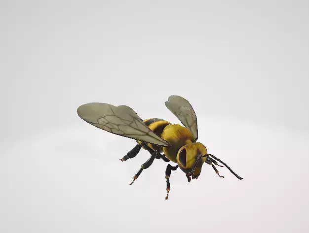 3d Bee