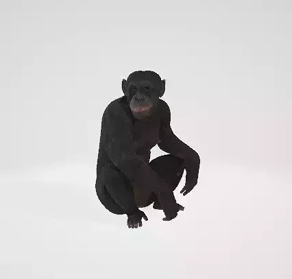 Monkey chimpanzee