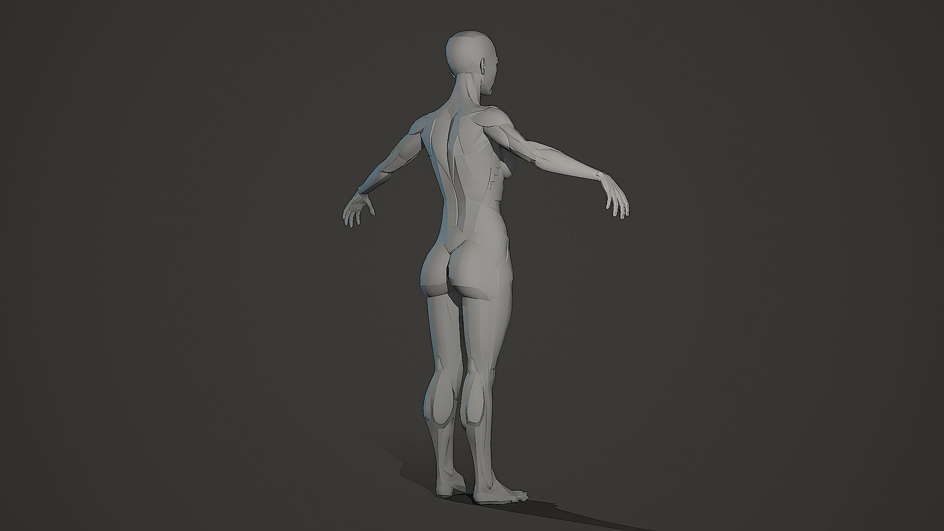 Character - Female Planar Anatomy Body Base Low-poly 3D model_13