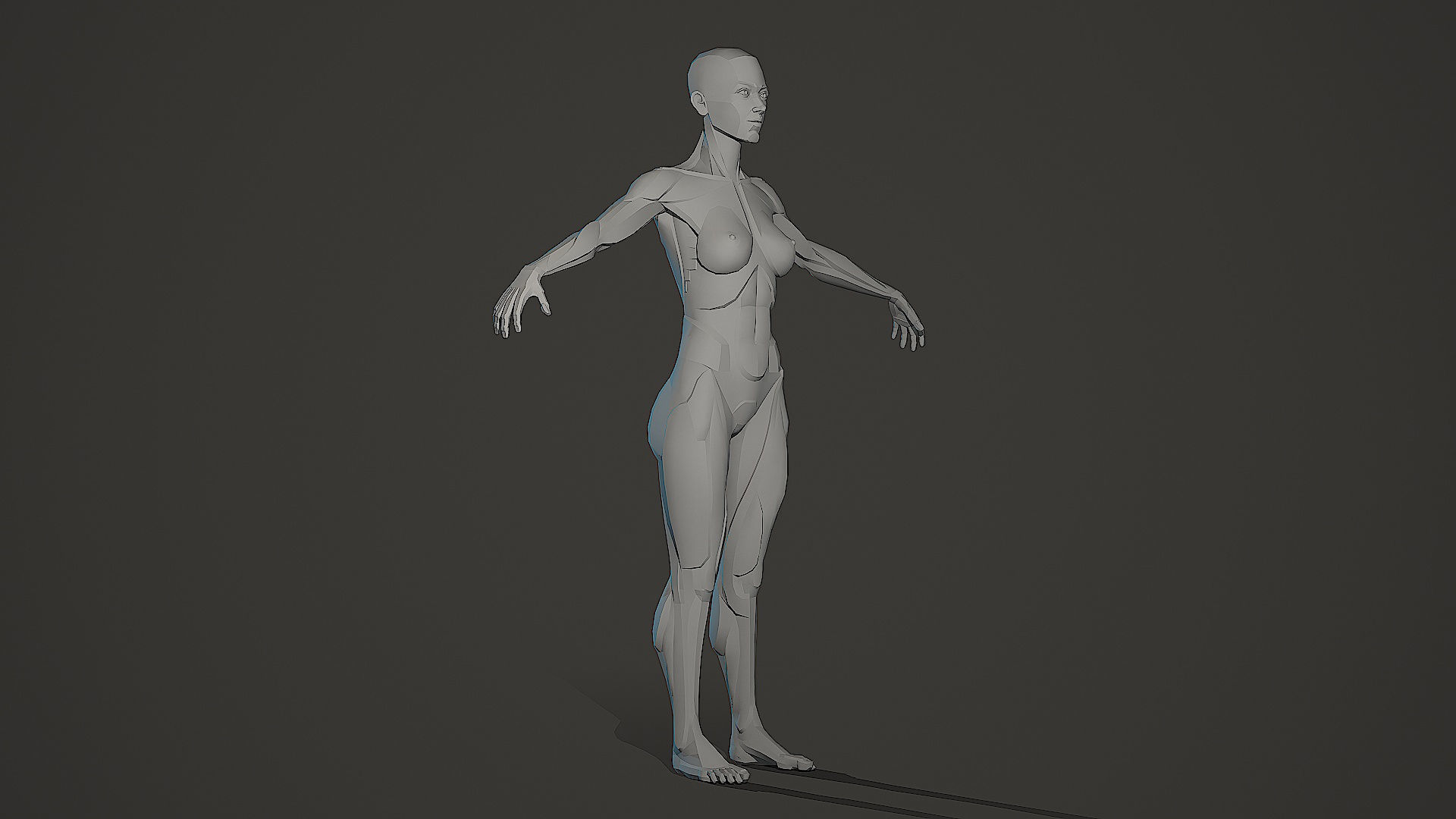 Character - Female Planar Anatomy Body Base Low-poly 3D model_11