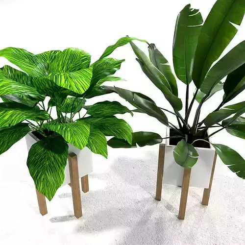Set with calathea and banana plant