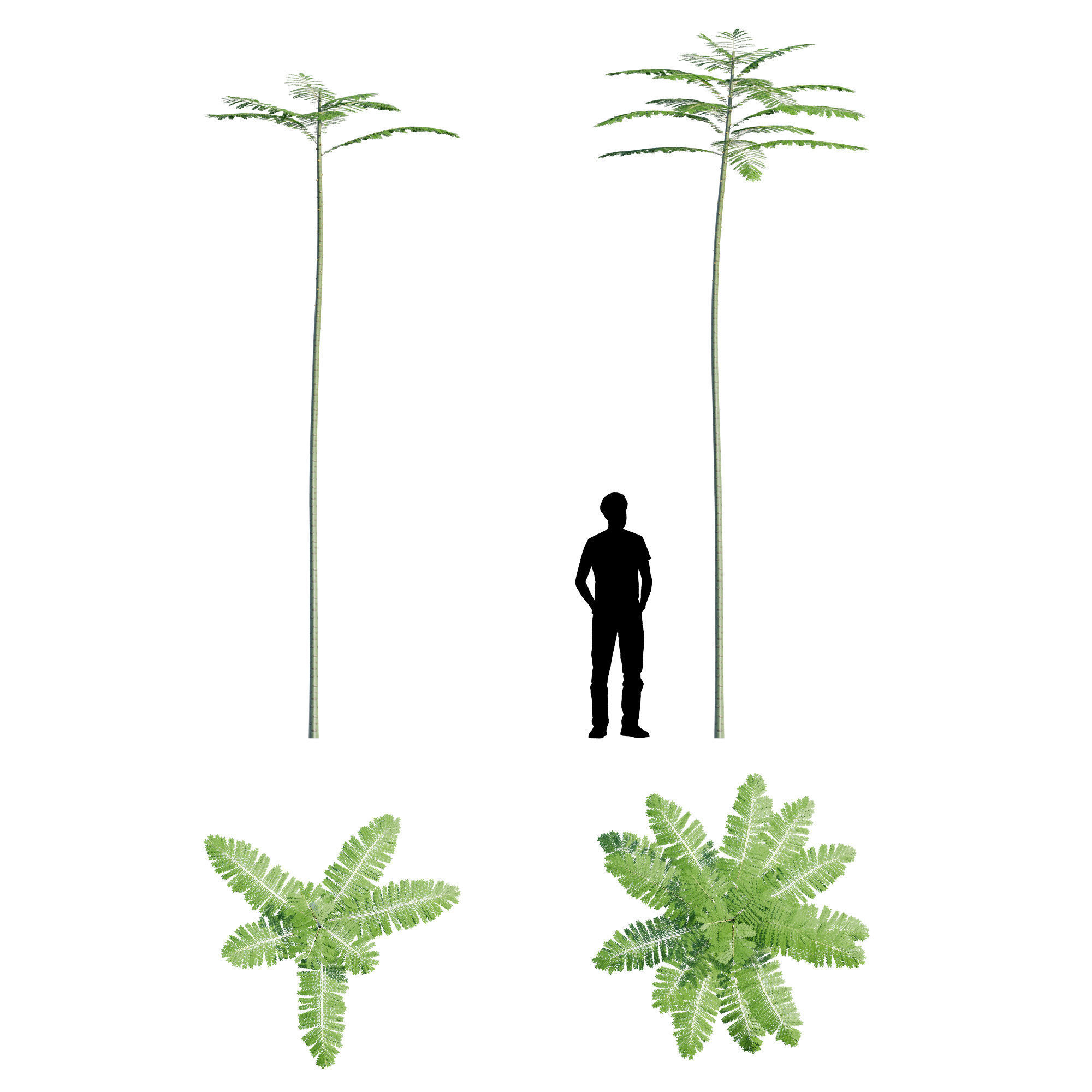 Schizolobium Parahyba GROWFX PAKIS BRAZIL-SOLOBIUM-MAX SKP BLEND 3D model_7