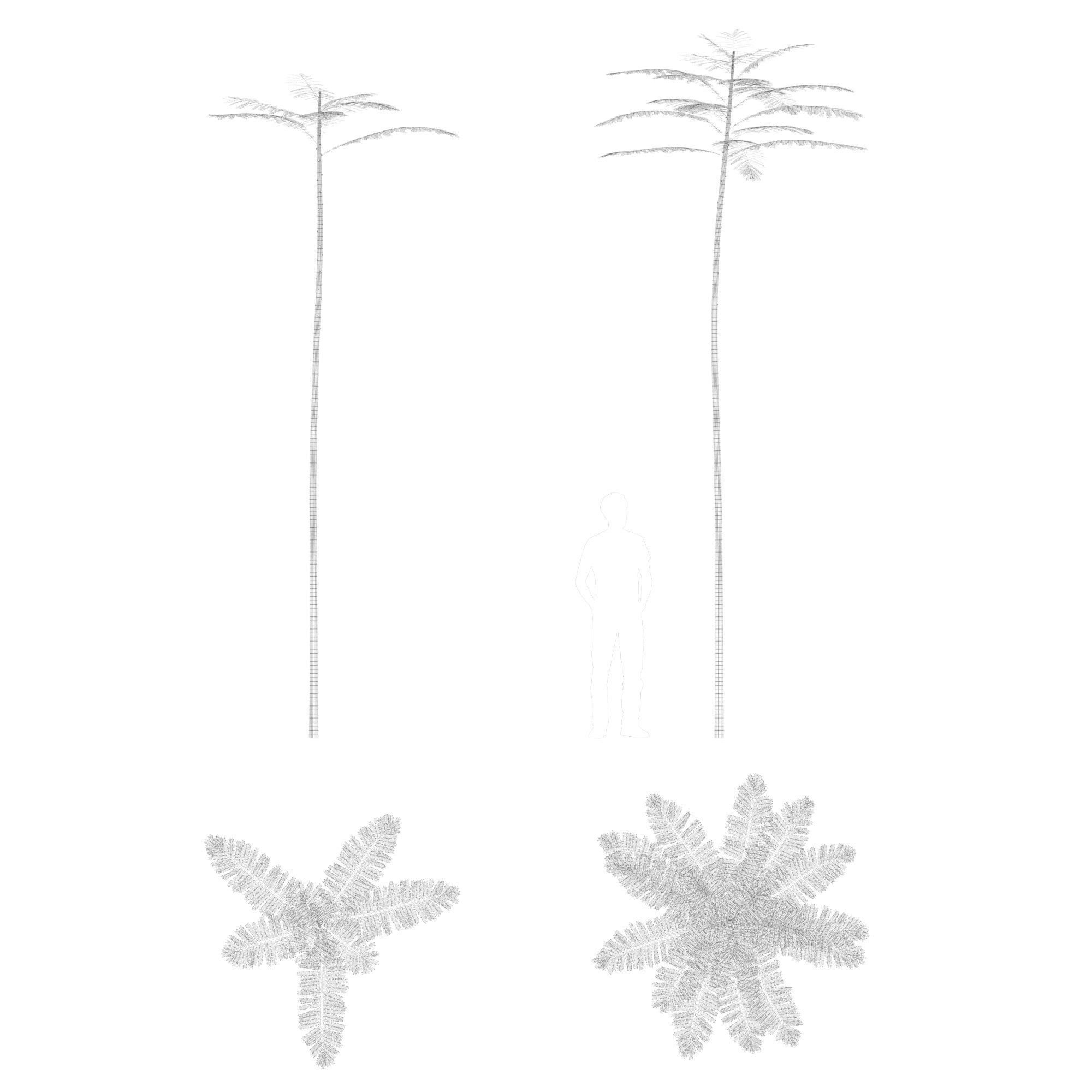 Schizolobium Parahyba GROWFX PAKIS BRAZIL-SOLOBIUM-MAX SKP BLEND 3D model_8