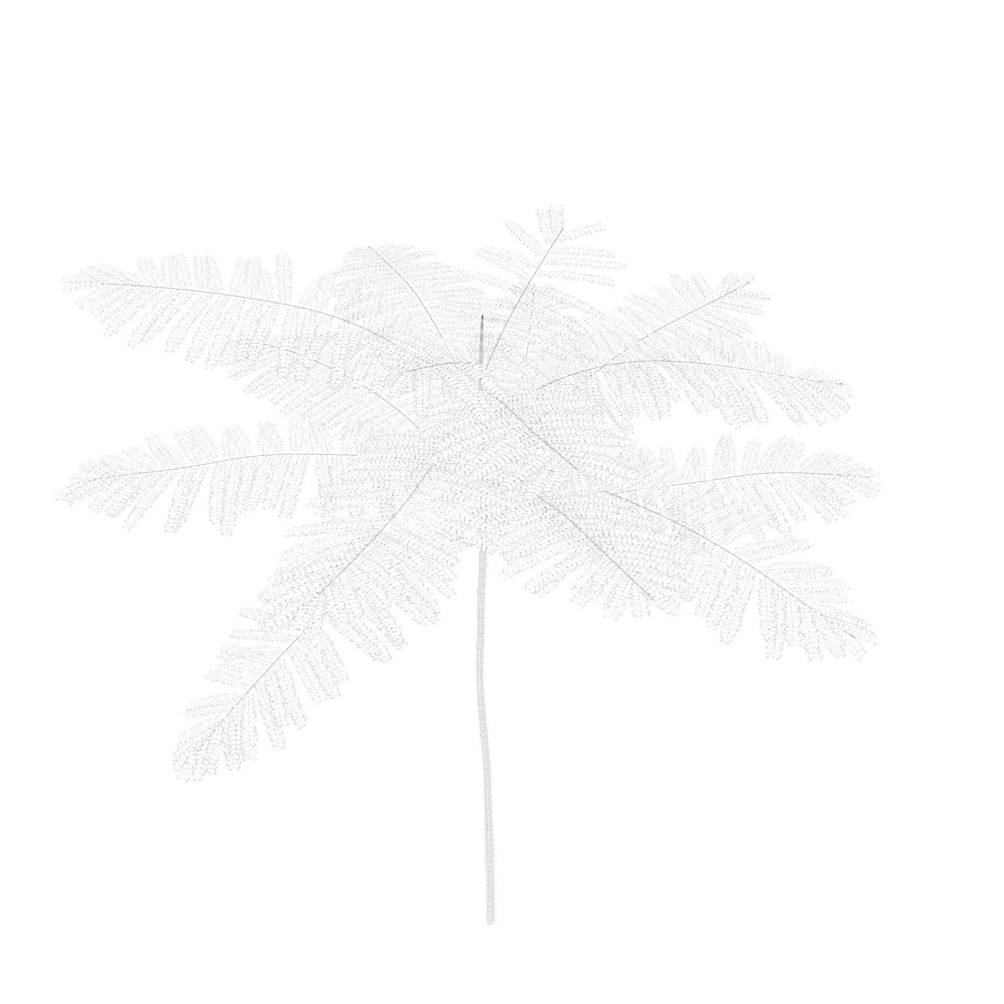 Schizolobium Parahyba GROWFX PAKIS BRAZIL-SOLOBIUM-MAX SKP BLEND 3D model_4