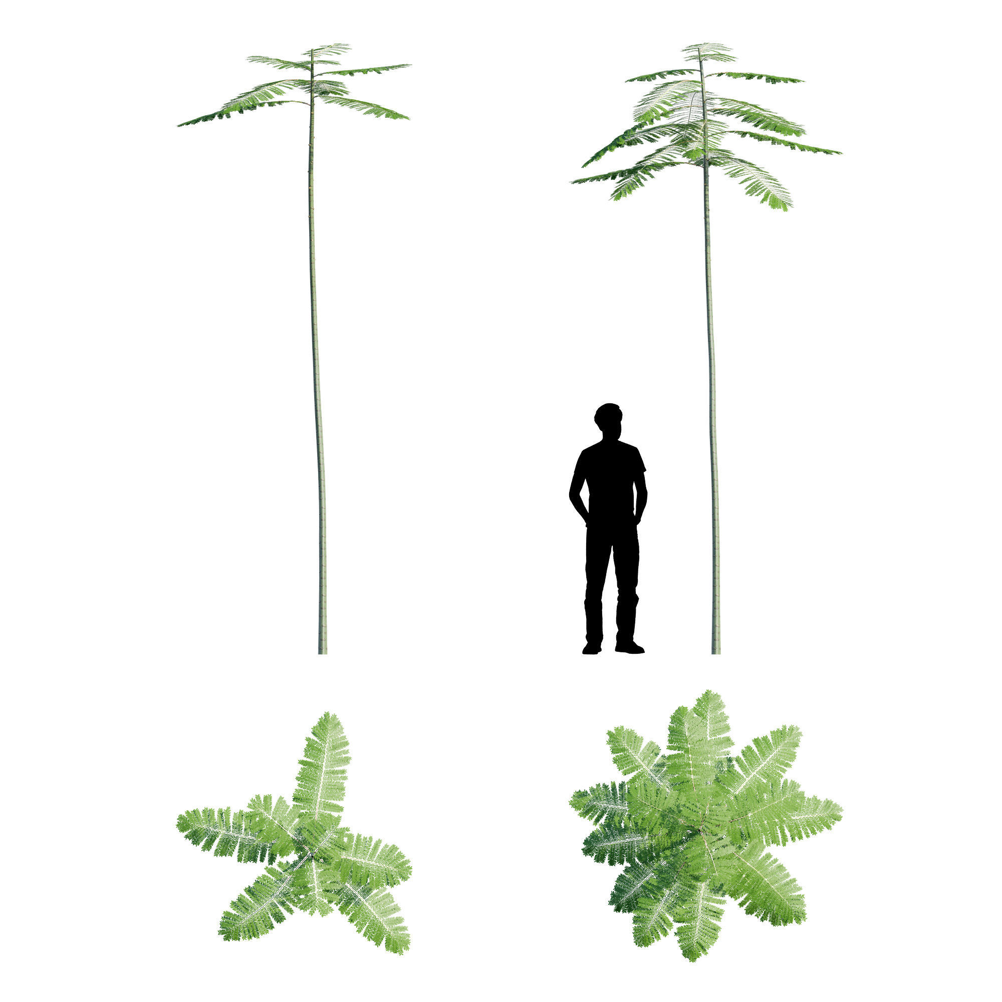 Schizolobium Parahyba GROWFX PAKIS BRAZIL-SOLOBIUM-MAX SKP BLEND 3D model_9