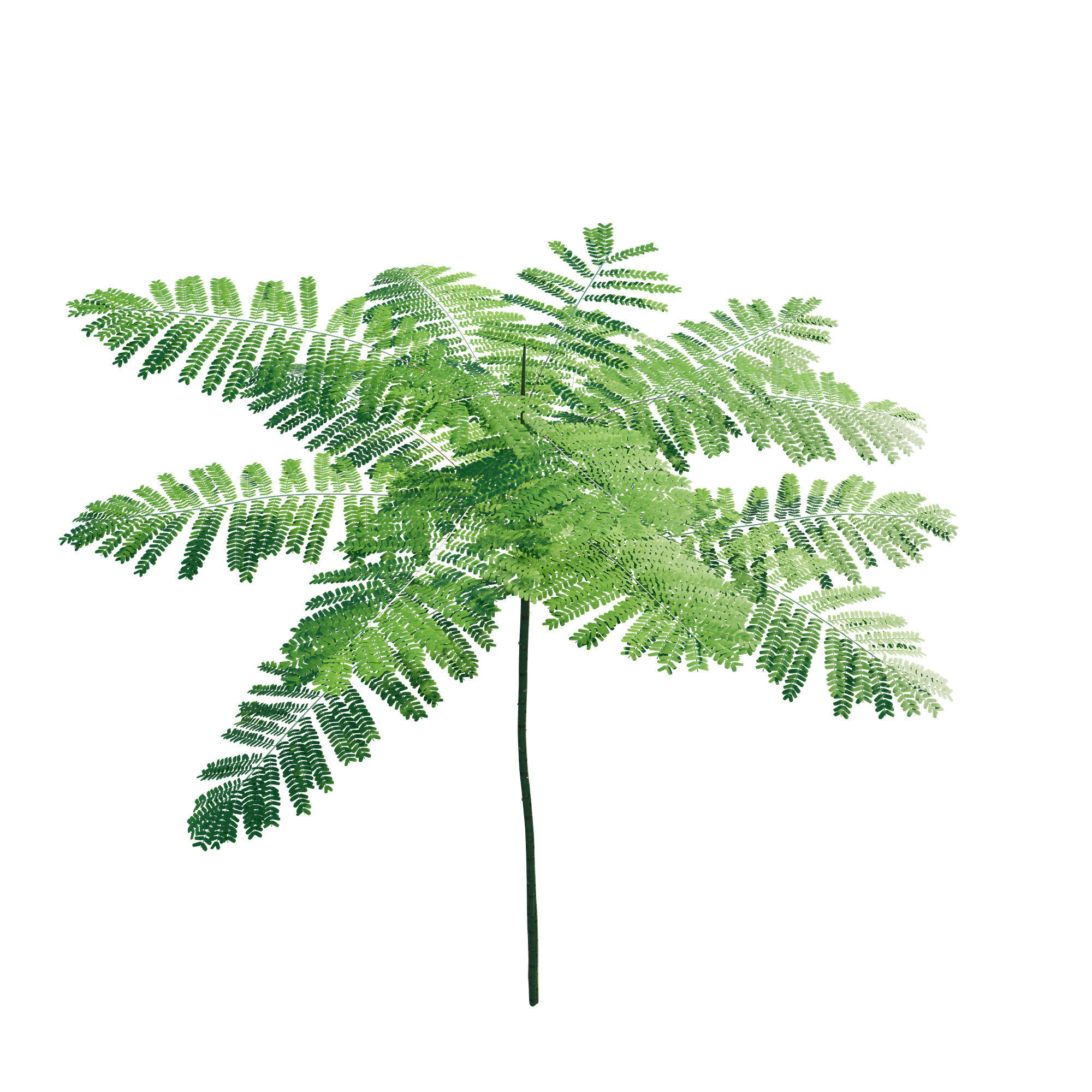 Schizolobium Parahyba GROWFX PAKIS BRAZIL-SOLOBIUM-MAX SKP BLEND 3D model_3