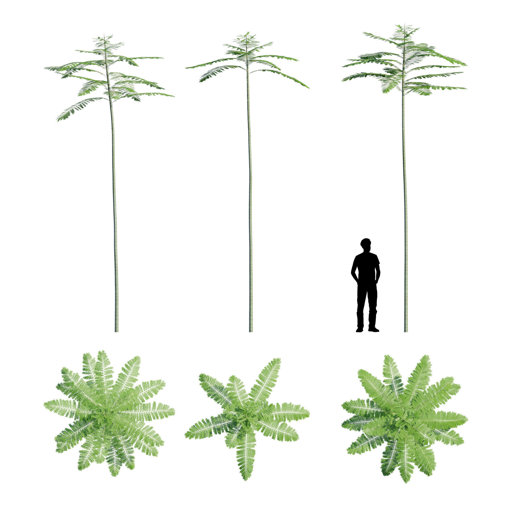 Schizolobium Parahyba GROWFX PAKIS BRAZIL-SOLOBIUM-MAX SKP BLEND 3D model_5