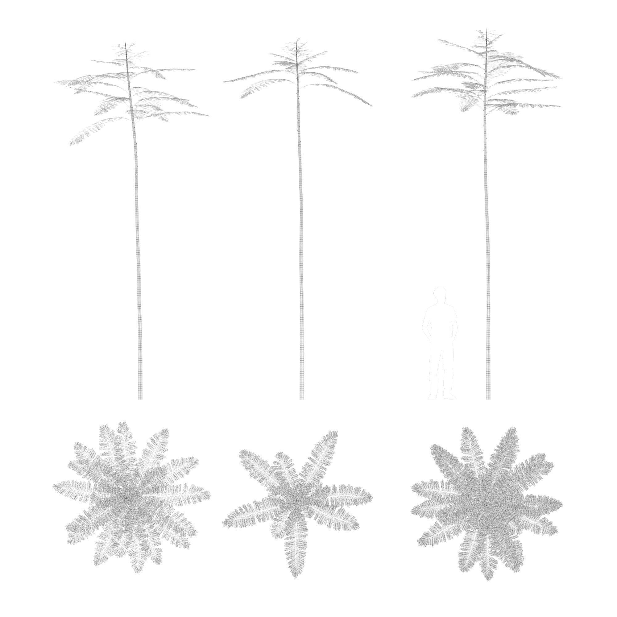 Schizolobium Parahyba GROWFX PAKIS BRAZIL-SOLOBIUM-MAX SKP BLEND 3D model_6