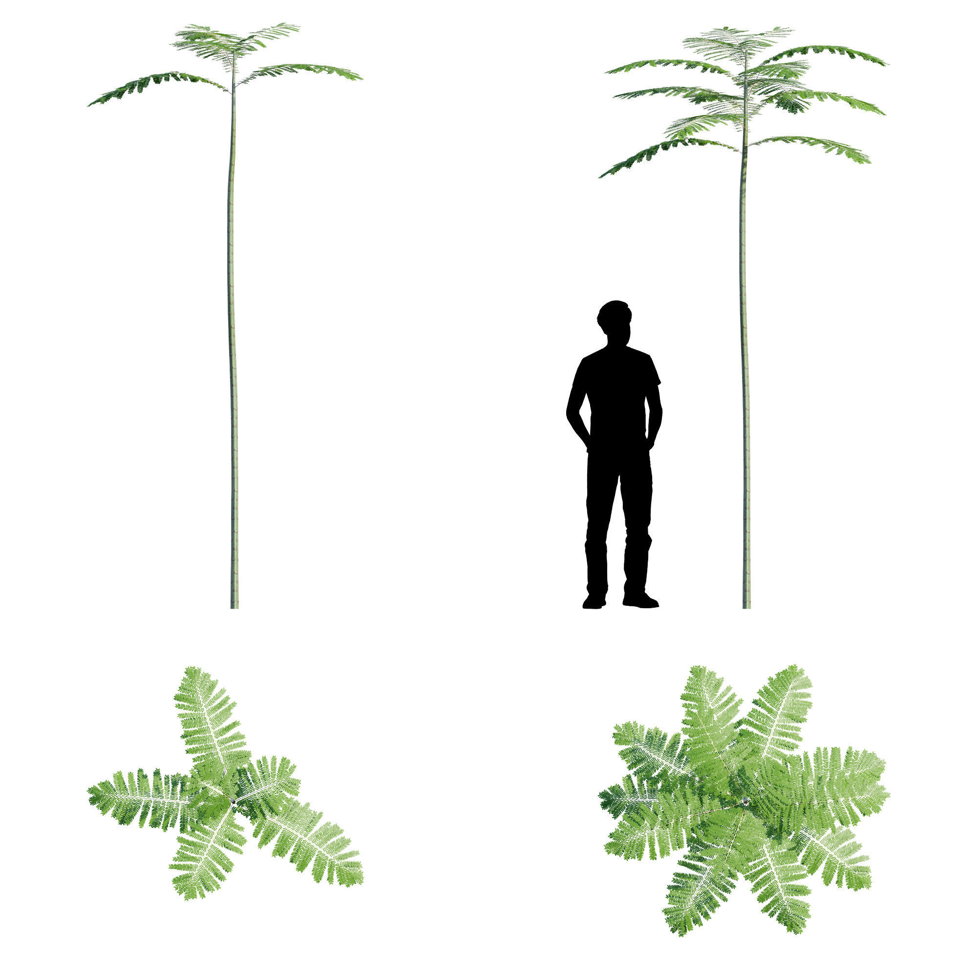 Schizolobium Parahyba GROWFX PAKIS BRAZIL-SOLOBIUM-MAX SKP BLEND 3D model_11