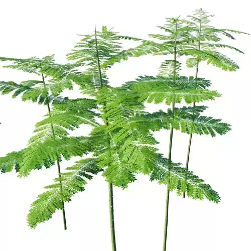 Schizolobium Parahyba GROWFX PAKIS BRAZIL-SOLOBIUM-MAX SKP BLEND 3D model Schizolobium Parahyba GROWFX PAKIS BRAZIL-SOLOBIUM-MAX SKP BLEND 3D model