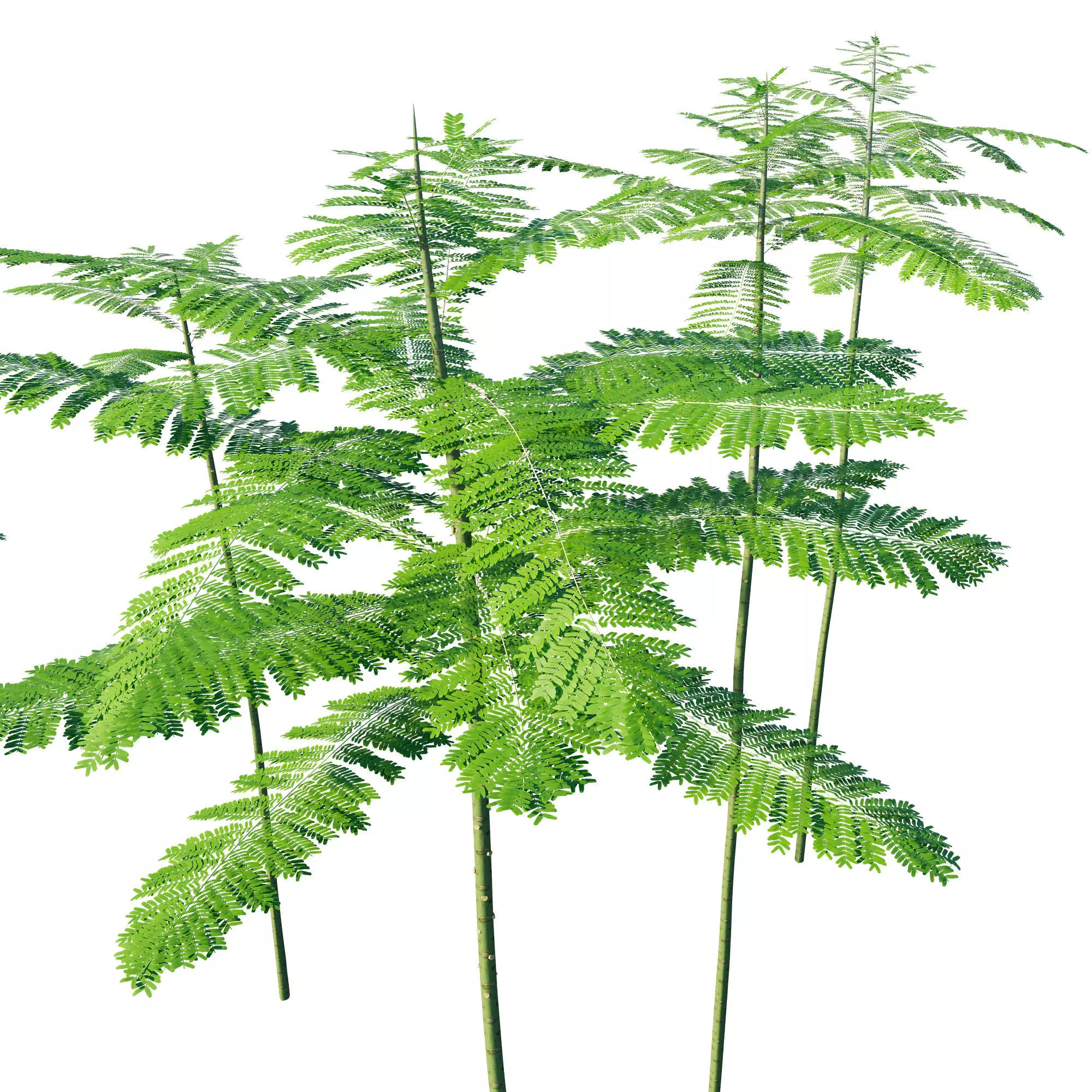 Schizolobium Parahyba GROWFX PAKIS BRAZIL-SOLOBIUM-MAX SKP BLEND 3D model_0