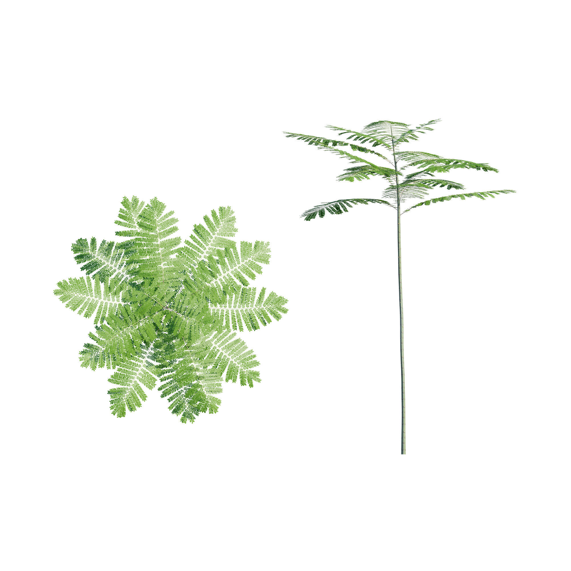 Schizolobium Parahyba GROWFX PAKIS BRAZIL-SOLOBIUM-MAX SKP BLEND 3D model_15