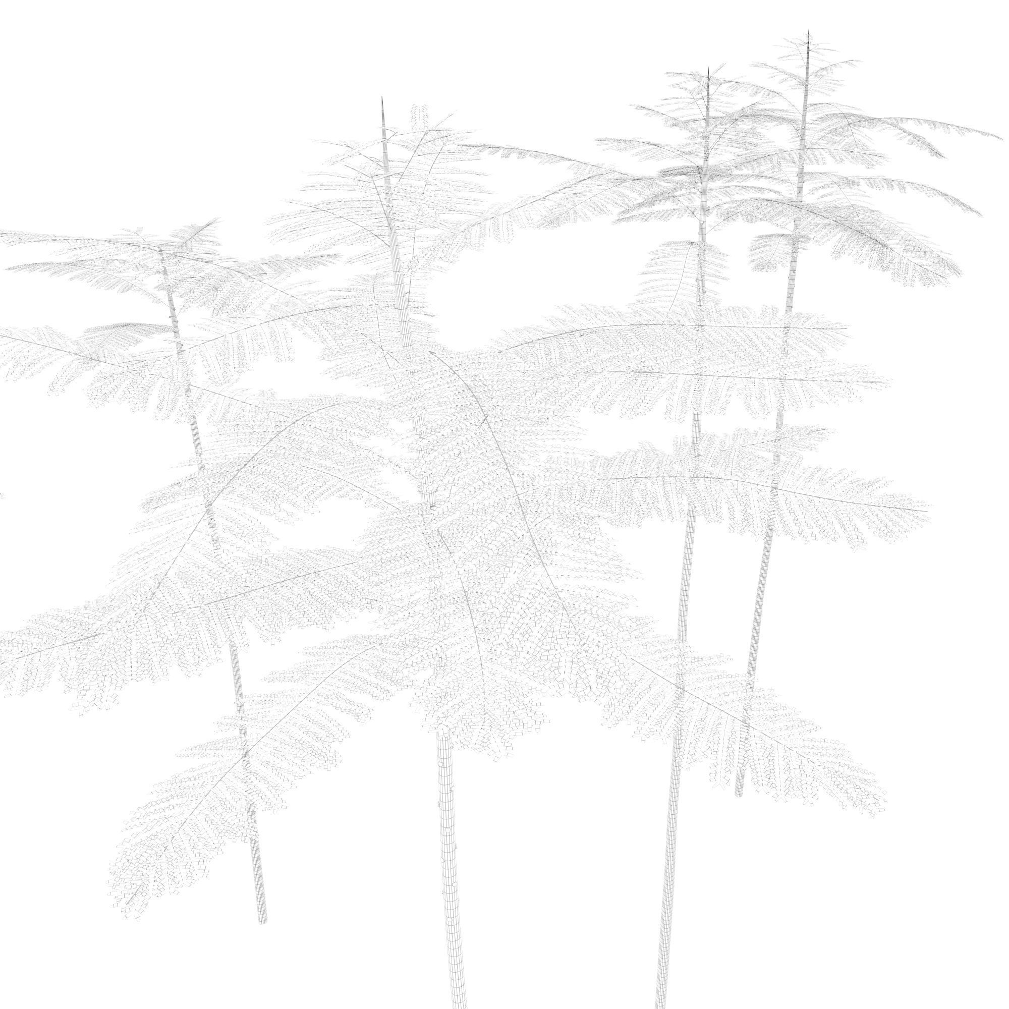 Schizolobium Parahyba GROWFX PAKIS BRAZIL-SOLOBIUM-MAX SKP BLEND 3D model_2