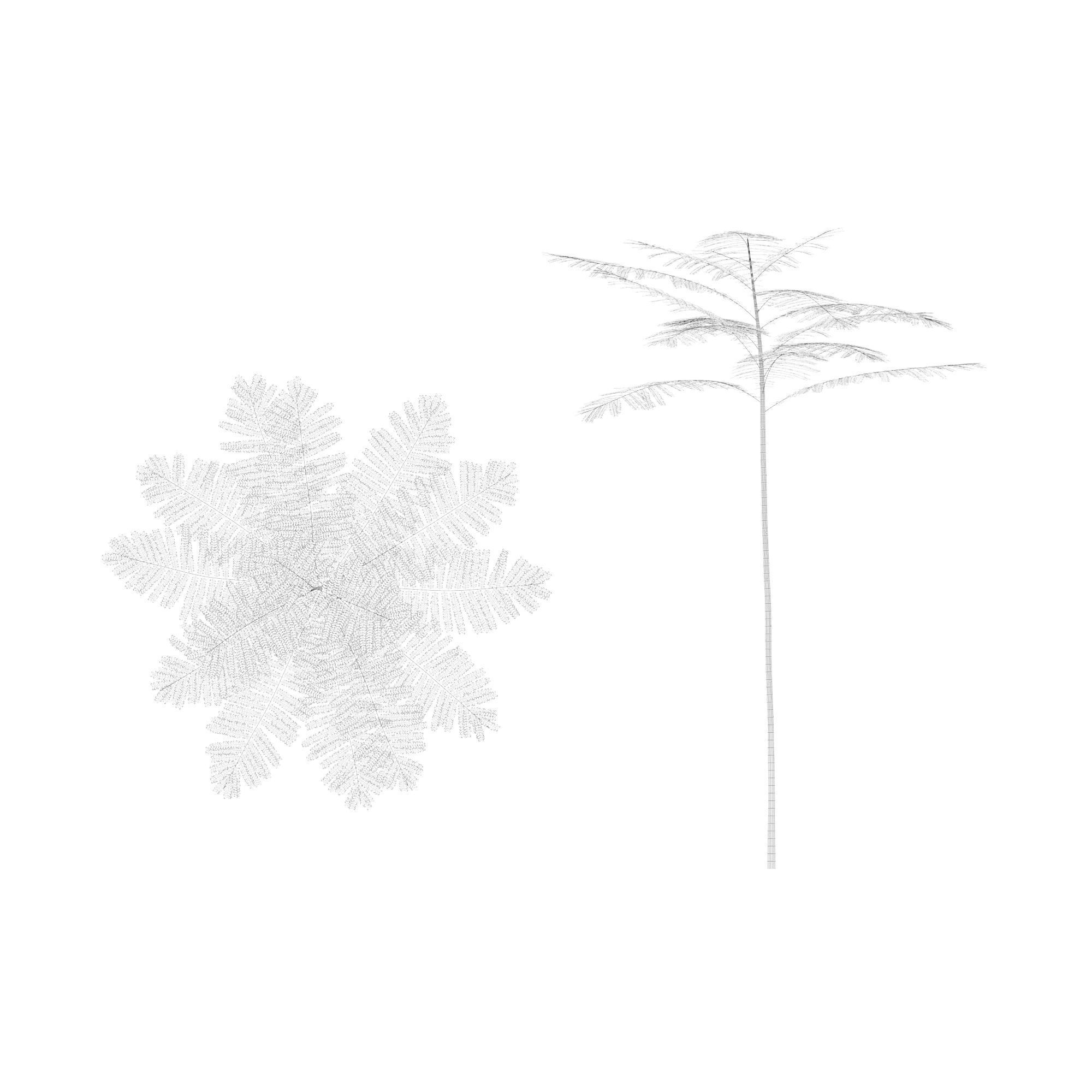 Schizolobium Parahyba GROWFX PAKIS BRAZIL-SOLOBIUM-MAX SKP BLEND 3D model_16