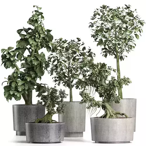 Plants Collection 199 Sageretia Theezans 3D model