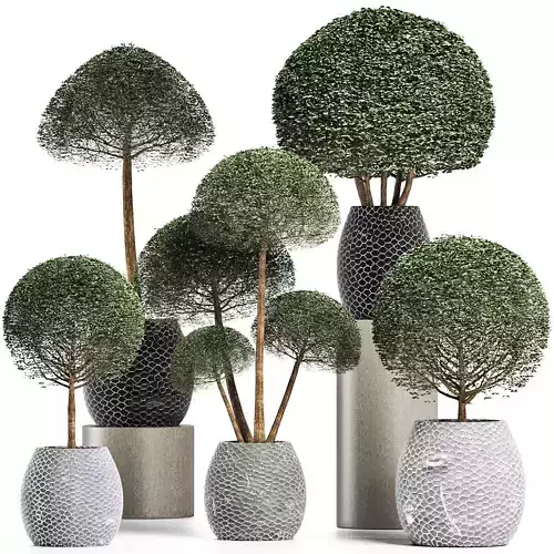 Plants Collection 200 Ligustrum 3D model