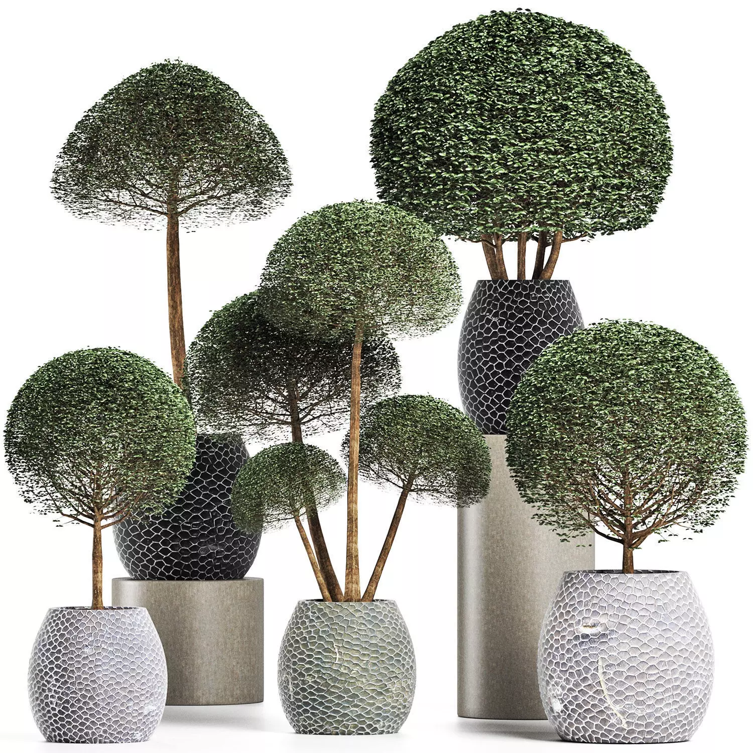 Plants Collection 200 Ligustrum 3D model