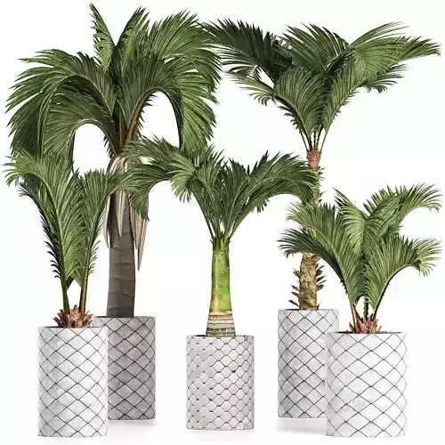 Plants Collection 201 Palms 3D model