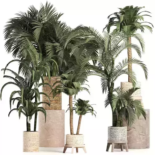 Plants Collection 202 Egyptian Palms 3D model