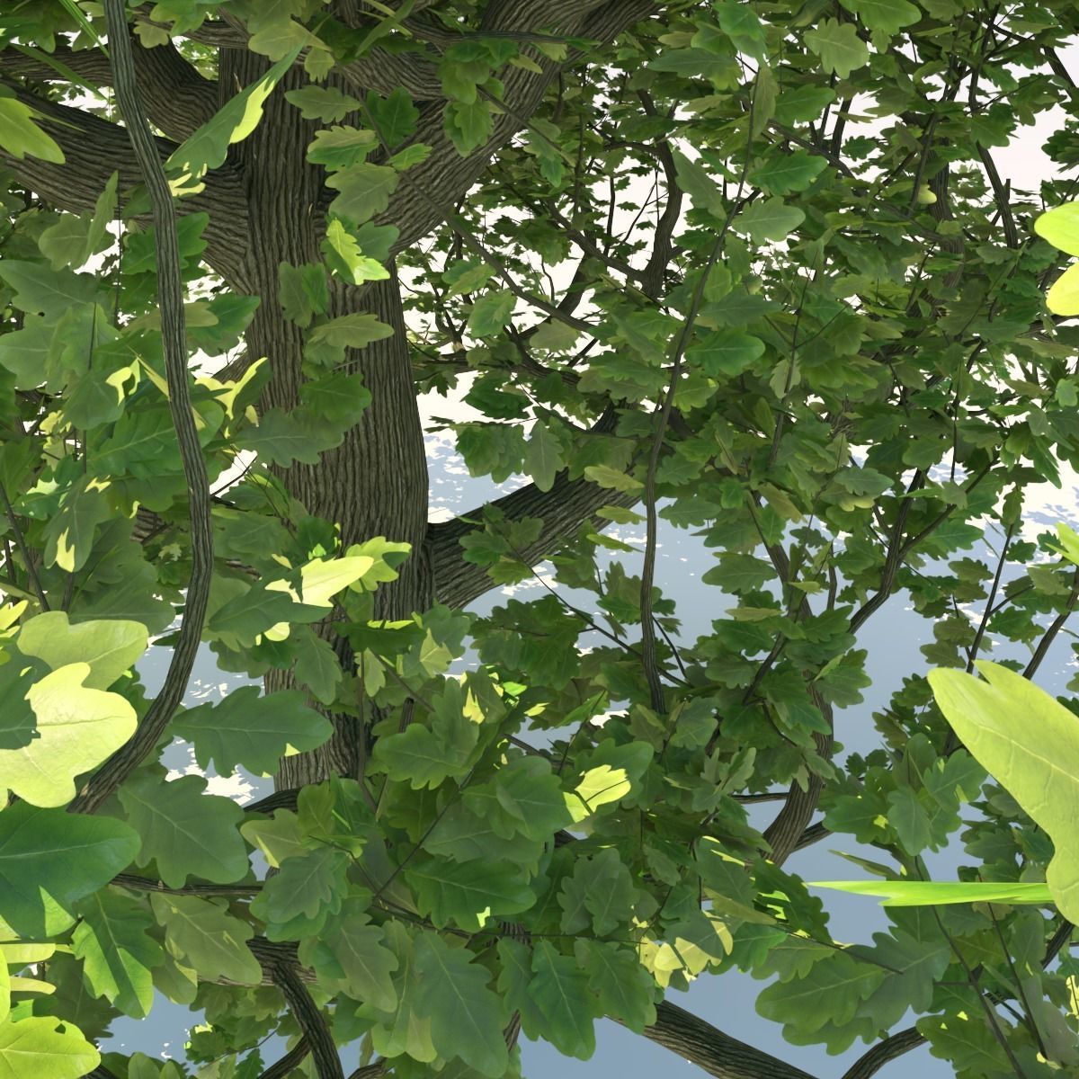 Oak tree Free 3D model_8