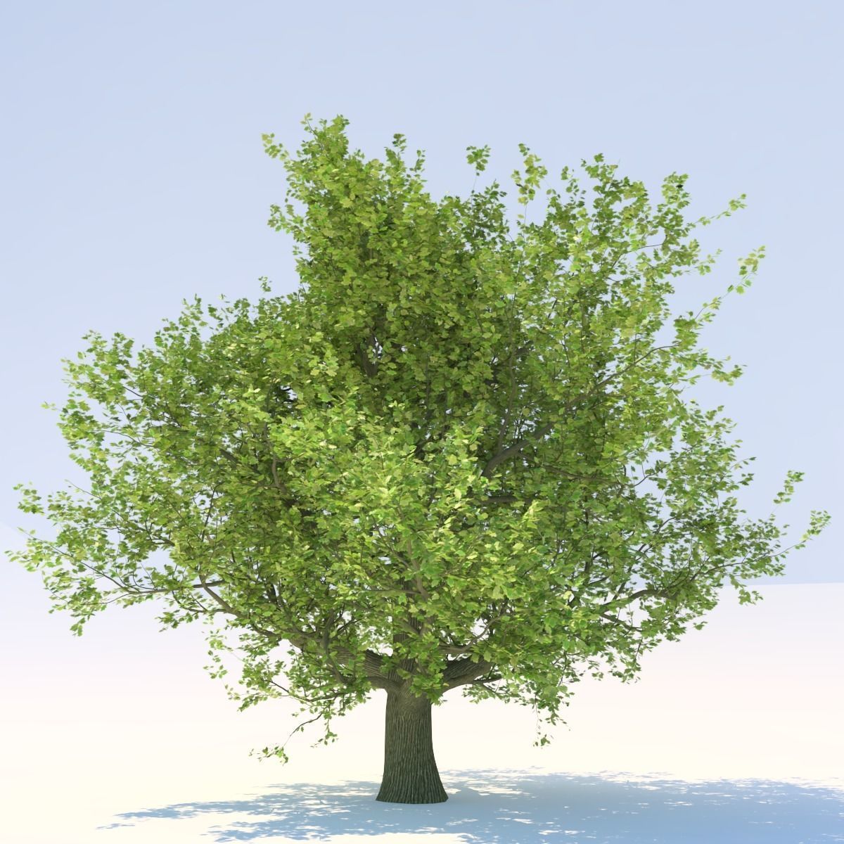 Oak tree Free 3D model_1