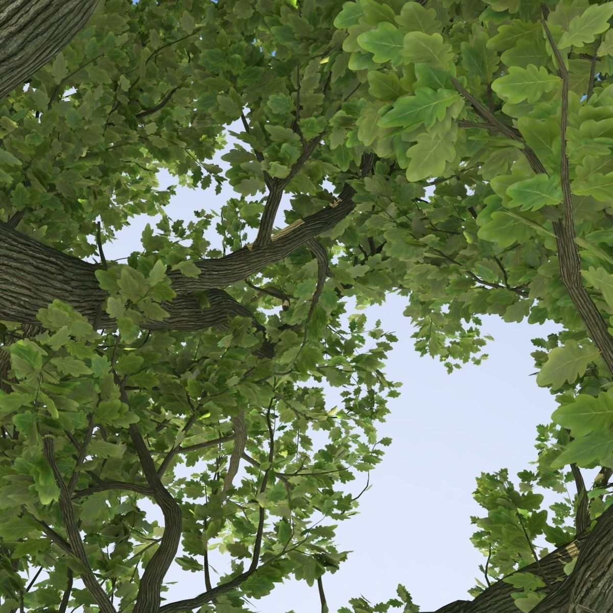 Oak tree Free 3D model_5