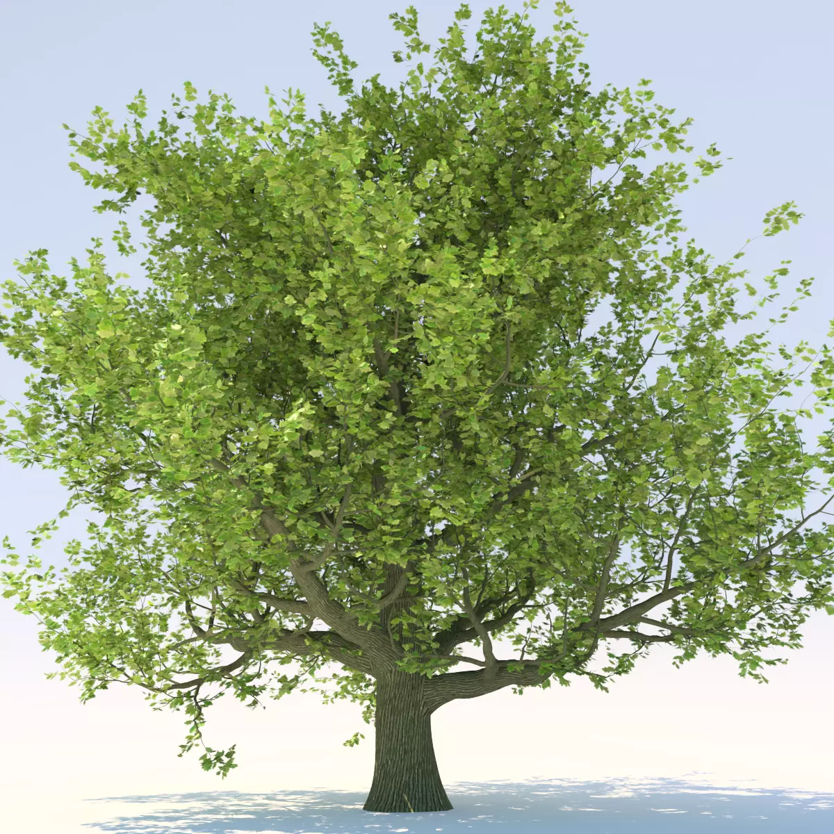 Oak tree Free 3D model_0