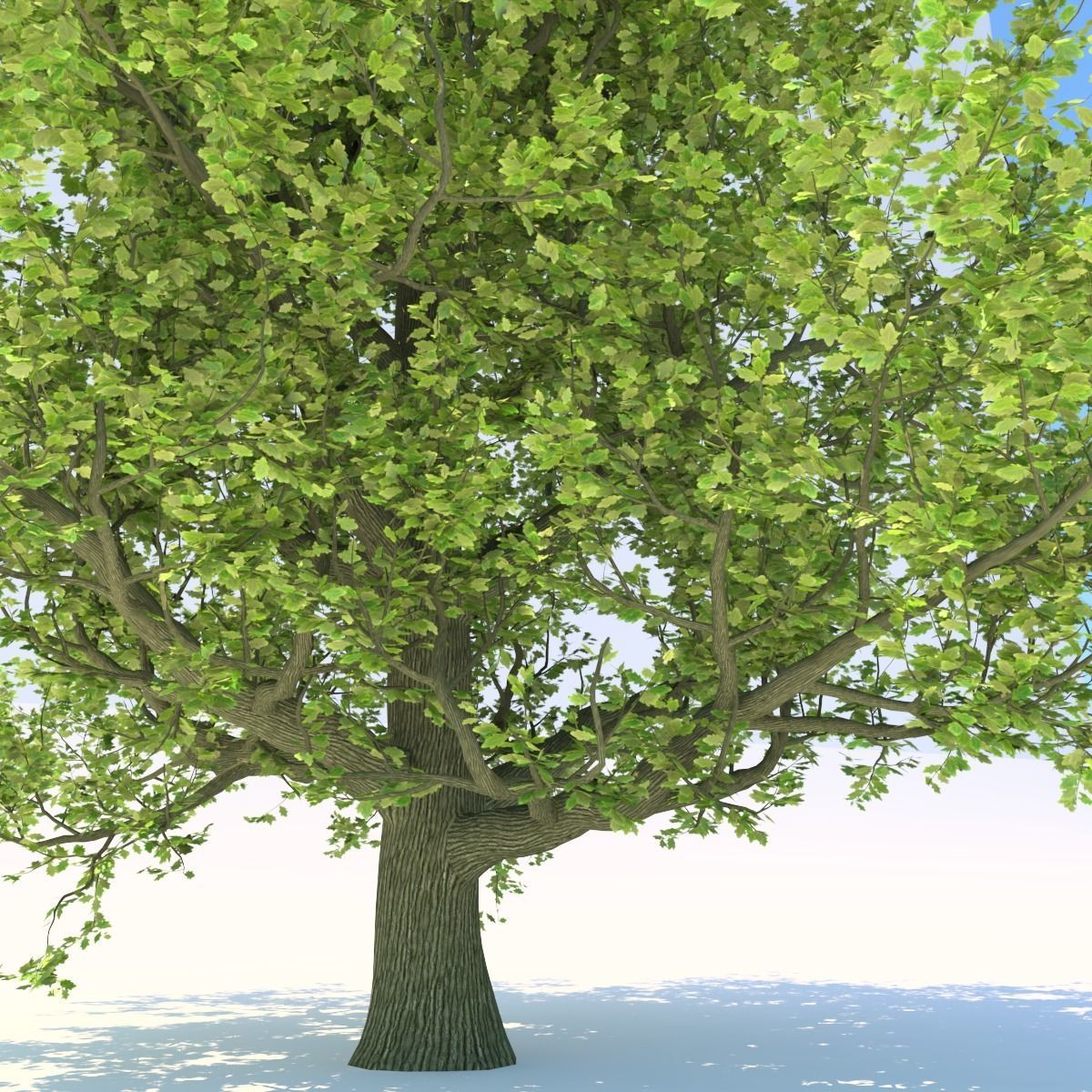 Oak tree Free 3D model_6