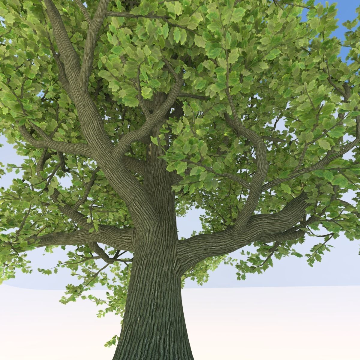 Oak tree Free 3D model_4
