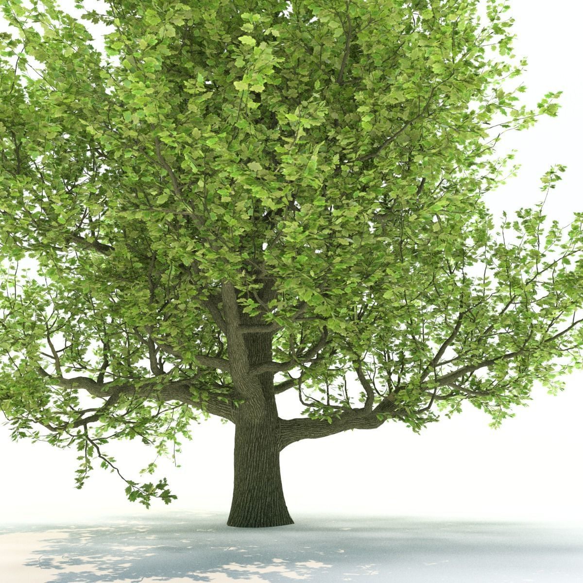 Oak tree Free 3D model_2
