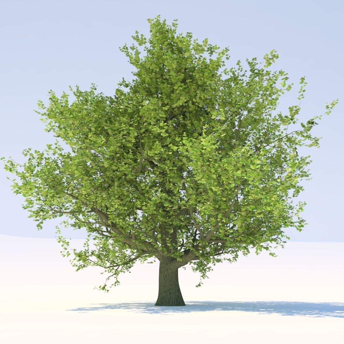 Oak tree Free 3D model_7