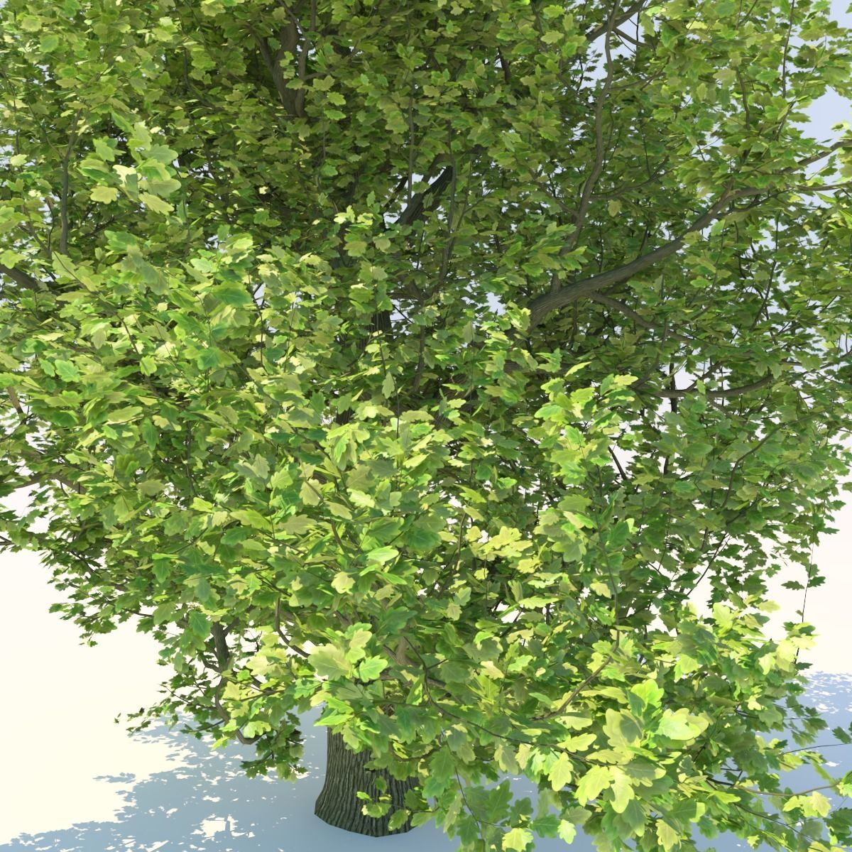 Oak tree Free 3D model_3
