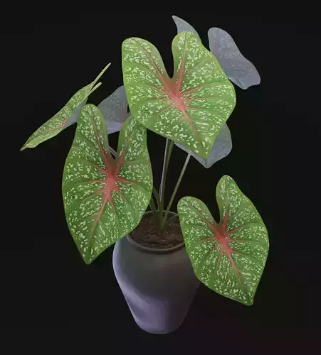 Caladium bicolor 4k textures