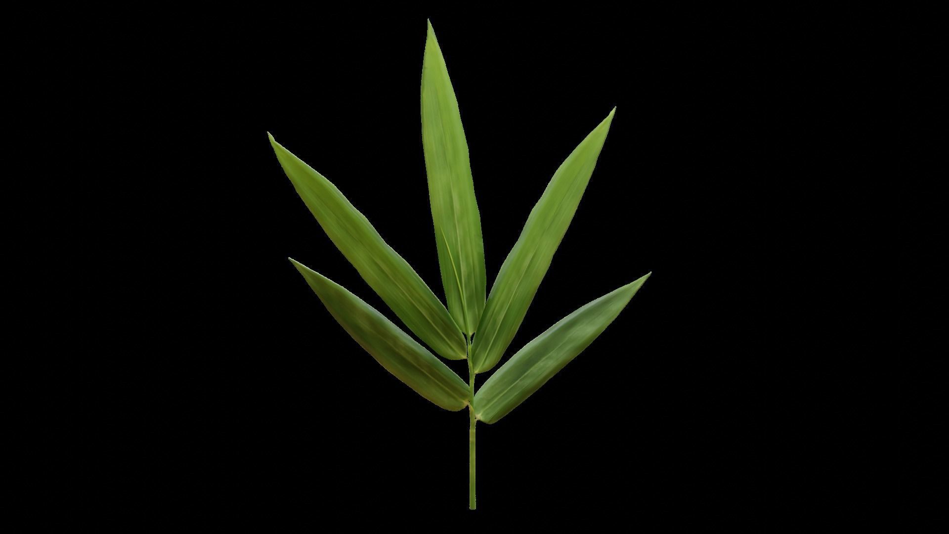 Bamboo leaf 3D model_2