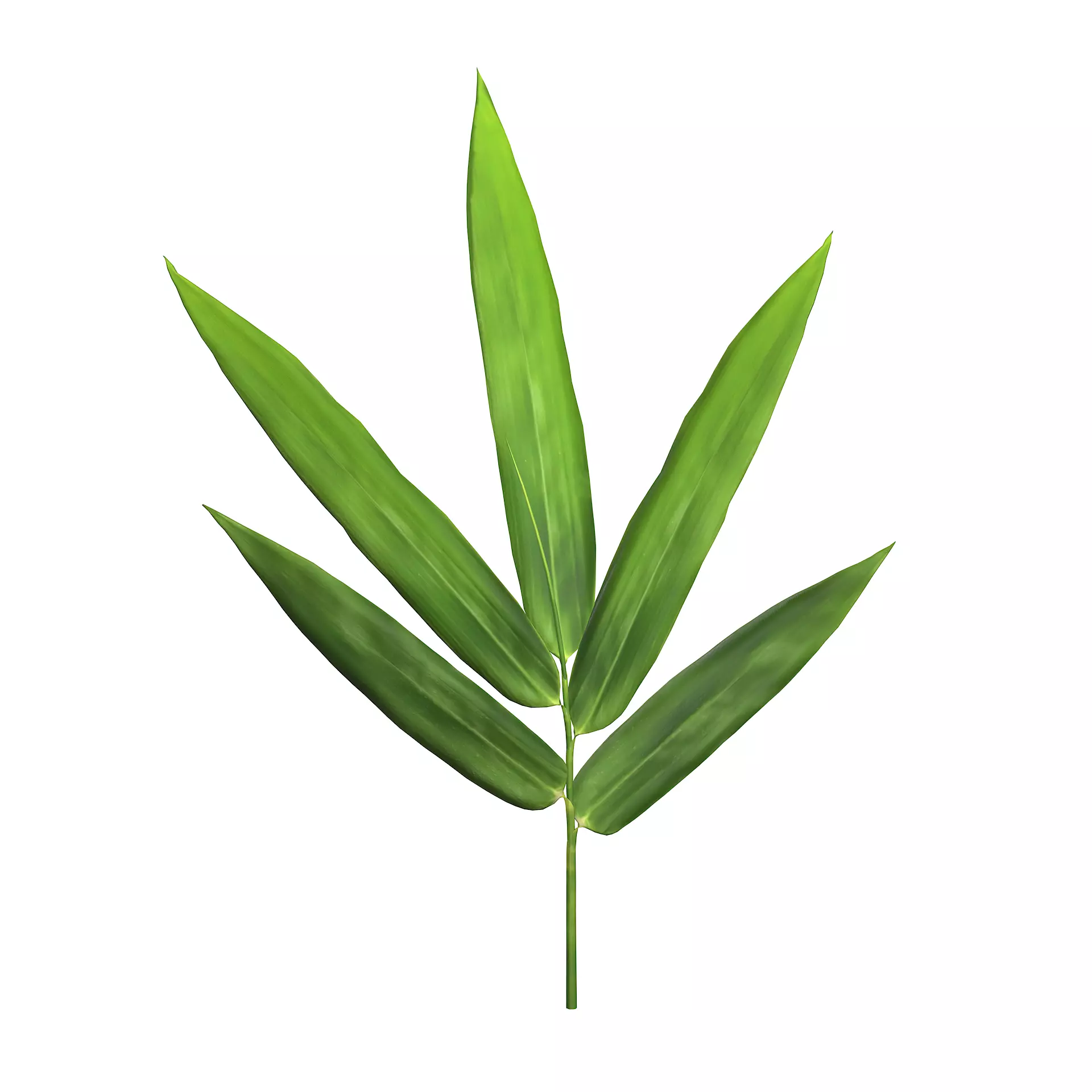Bamboo leaf 3D model_0