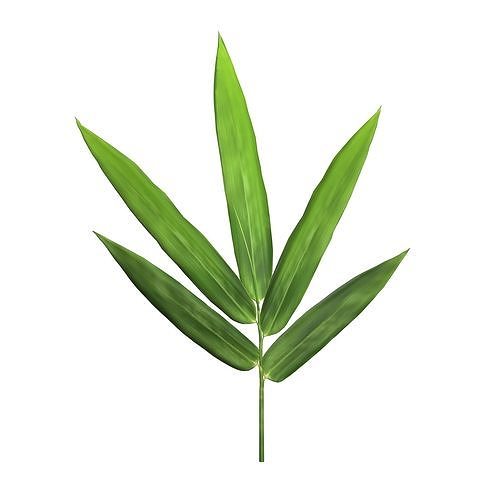 Bamboo leaf 3D model